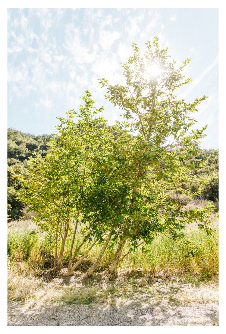 Red Rock, Santa Barbara (50 of 146)