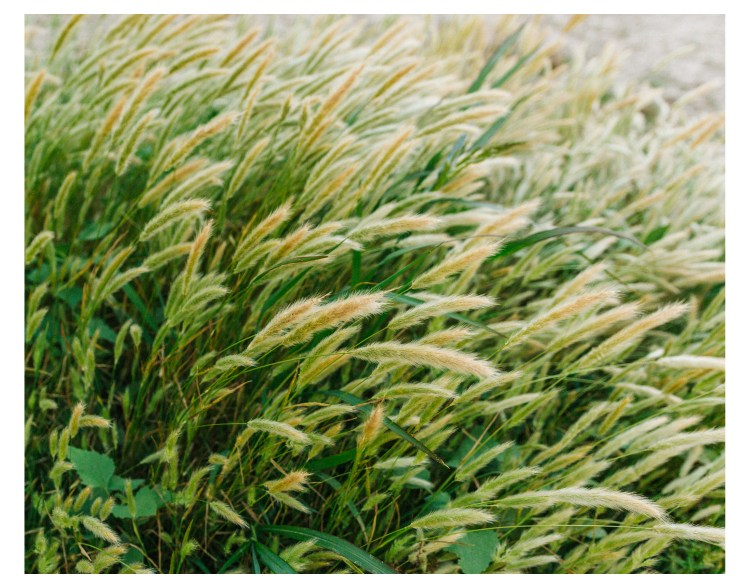 Red Rock, Santa Barbara (96 of 146)
