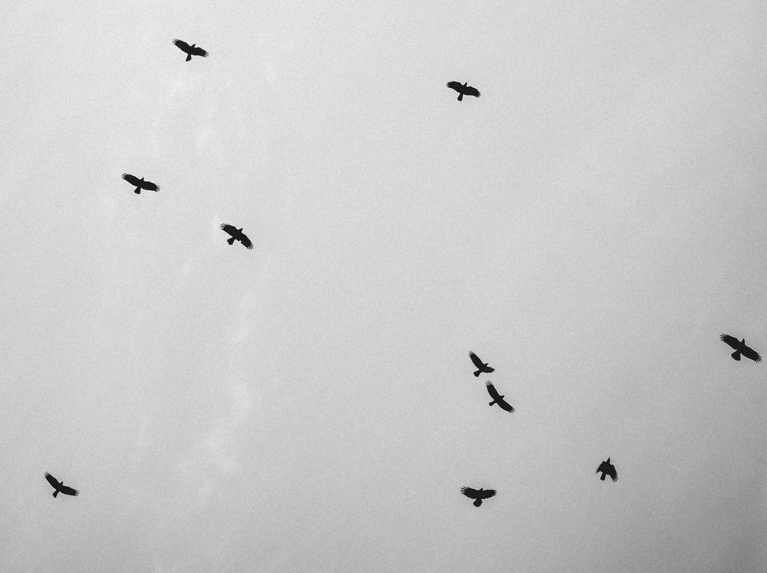 birds vertical b&w